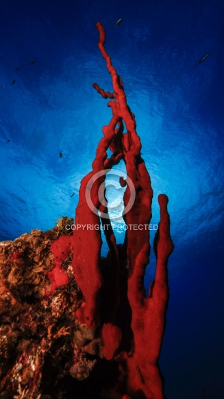 Diving